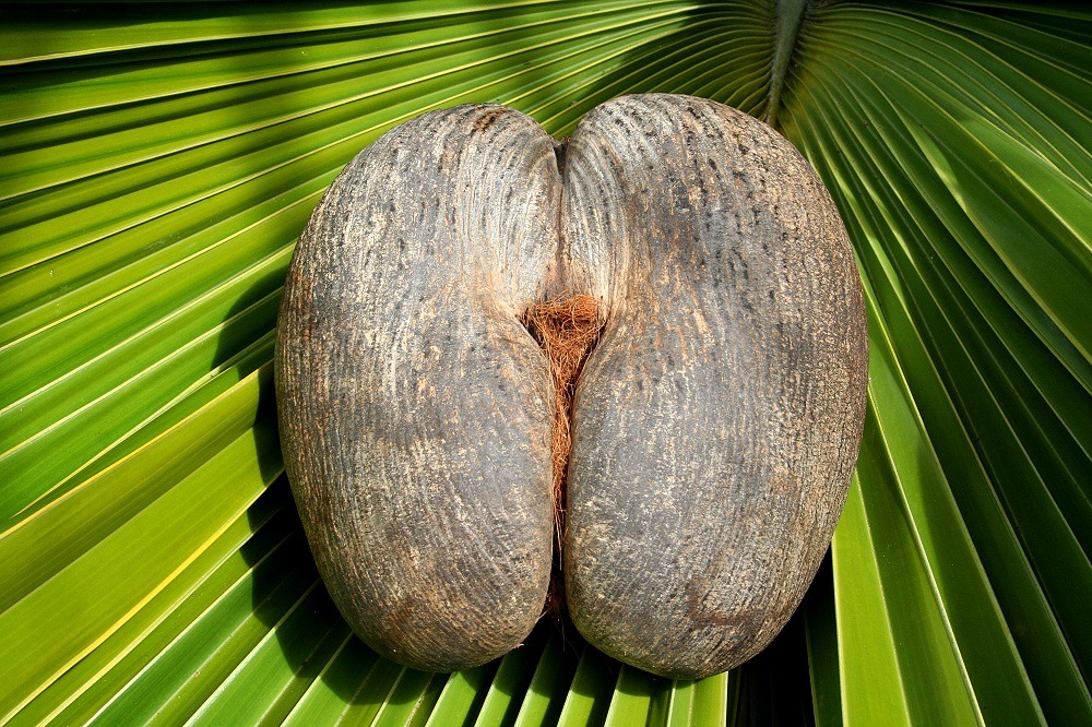Female Coco De Mer Nut