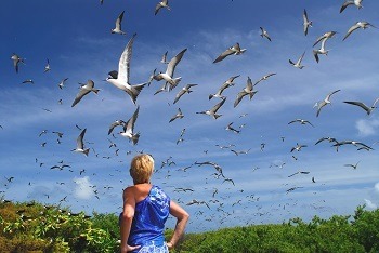 Sooty Terns Colony on Bird Island