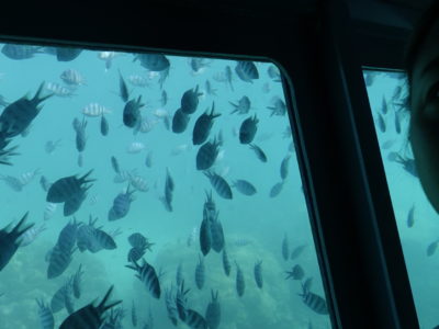 Full Day Reef Safari - Underwater2