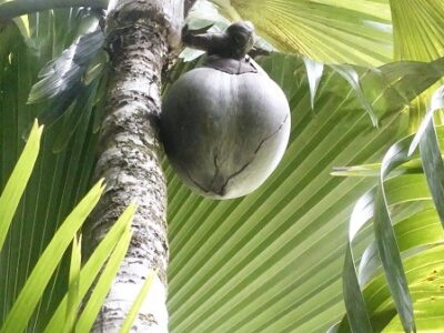 Coco de Mer Tree