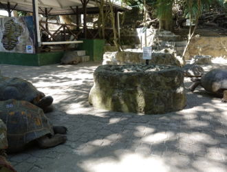 Reef Safari - Tortoise on Moyenne Island